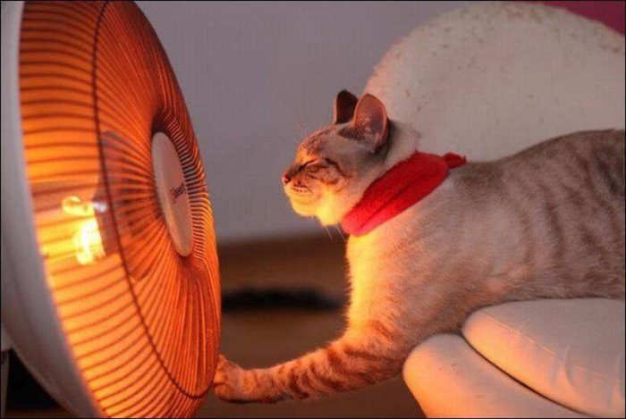 חתול ליד תנור חימום