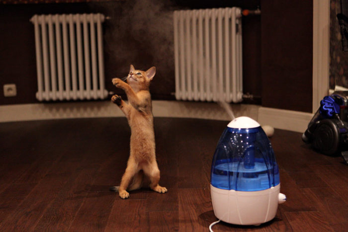 חתלתול ומכשיר אדים