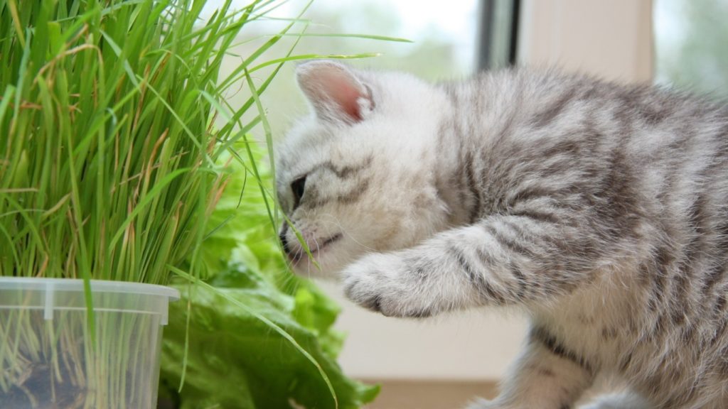 חתלתול ודשא ירוק
