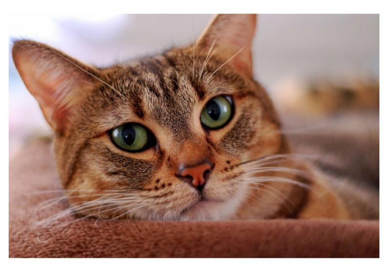 קשקשים אצל חתולים הם סימן אזהרה לבעלים.