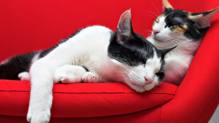 חתולים נחים