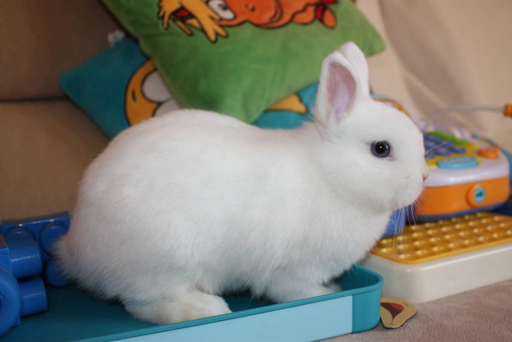 ארנבת הרמלין