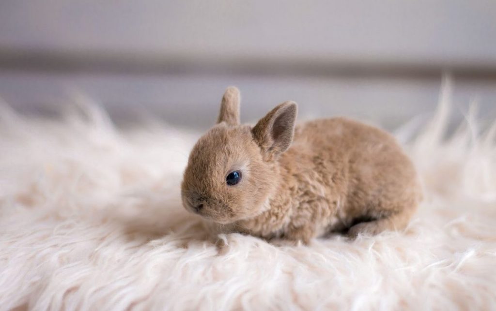 ארנב רקס גמד