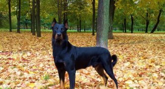 בוסרון עומד בין העלווה