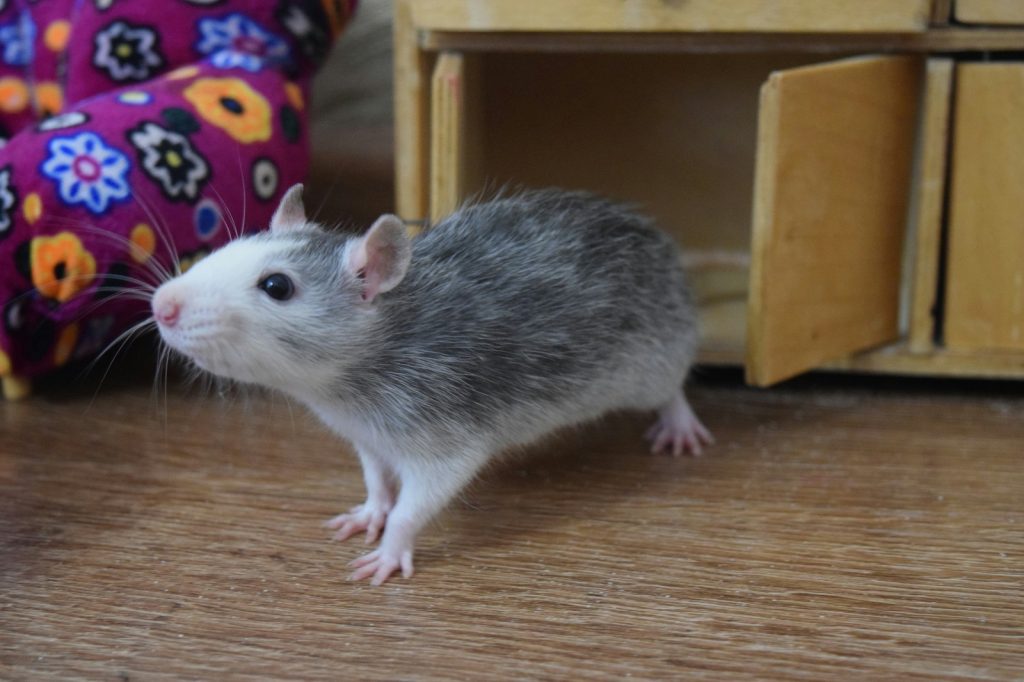 דמבו החולדה