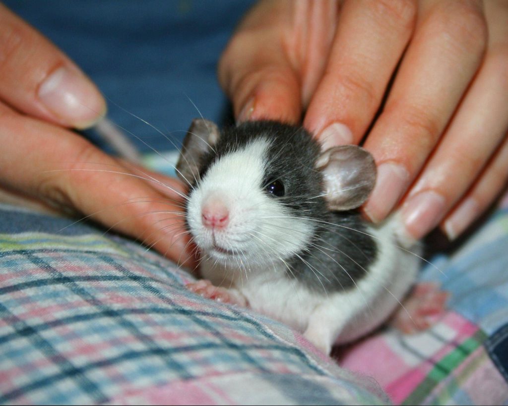 דמבו החולדה