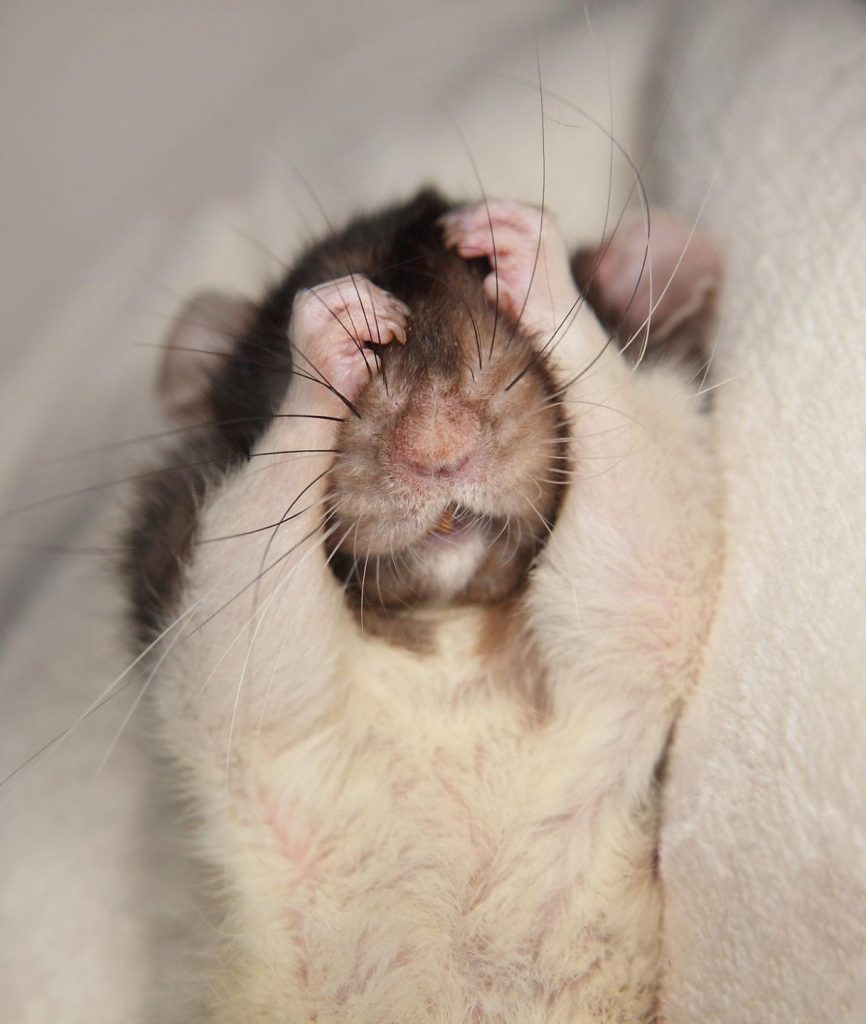 דמבו החולדה