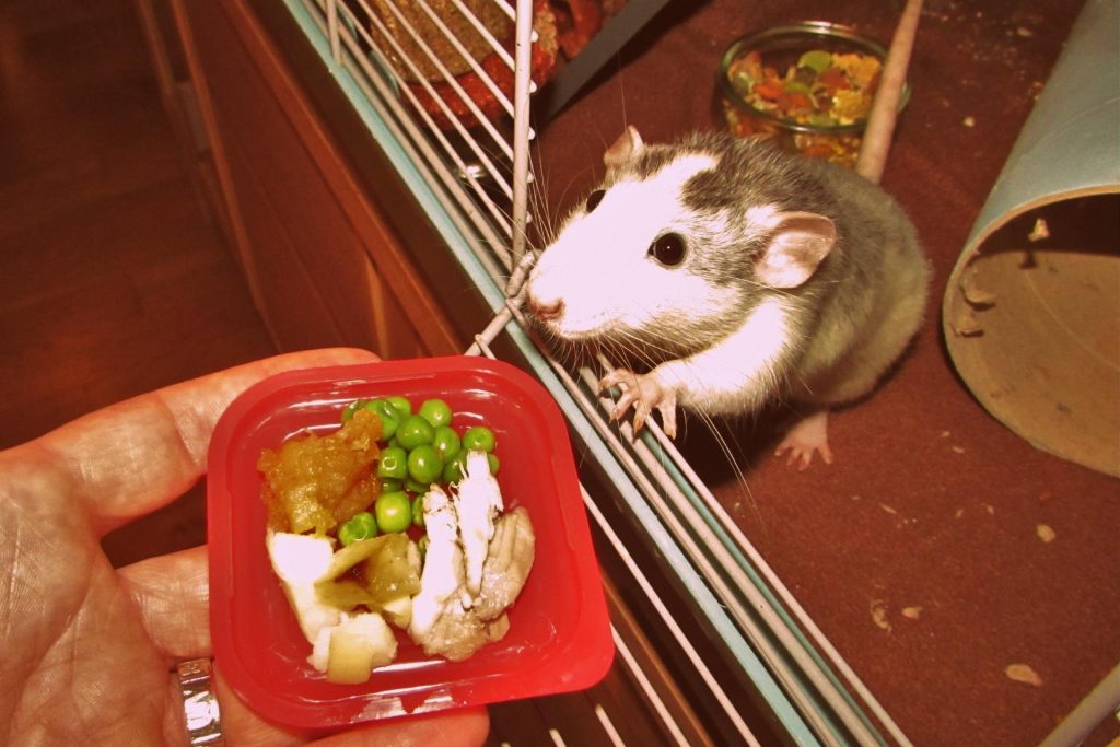 דמבו החולדה