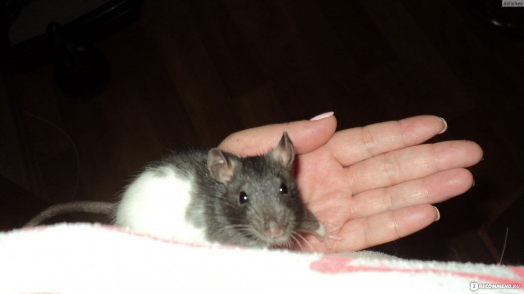 דמבו החולדה