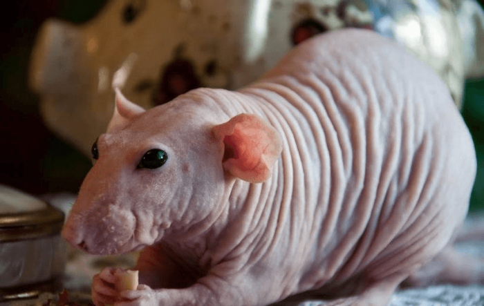 חולדת ספינקס