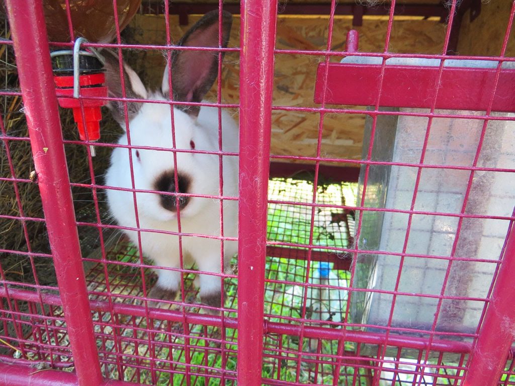 כלוב ארנבים ממתכת