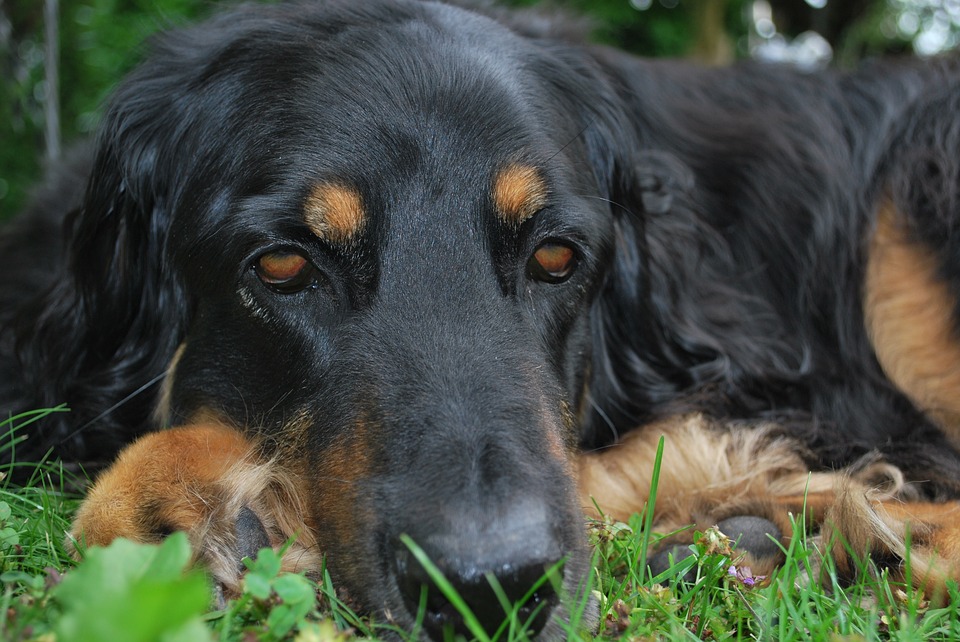 לוע הובווארט