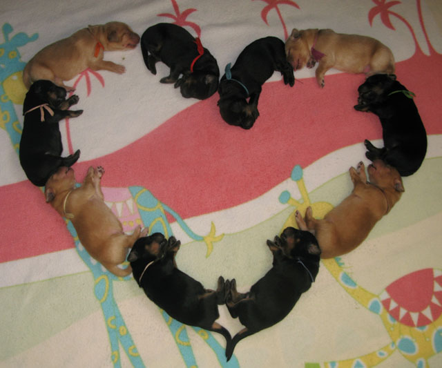 גורי הובווארט שזה עתה נולדו