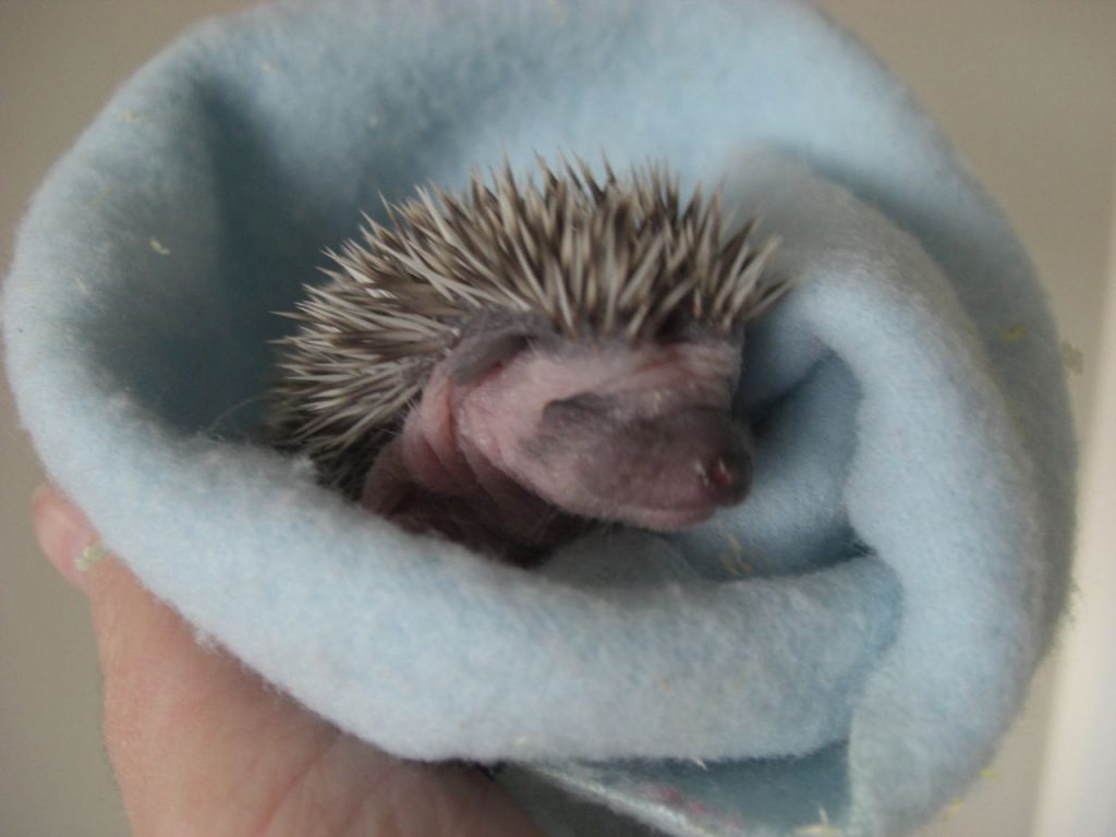 קיפוד פיגמי אפריקאי שזה עתה נולד