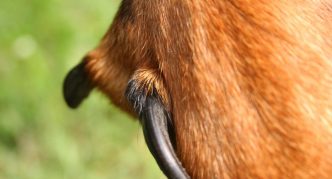 תקריב של אצבעות כפות רגליו של כלב