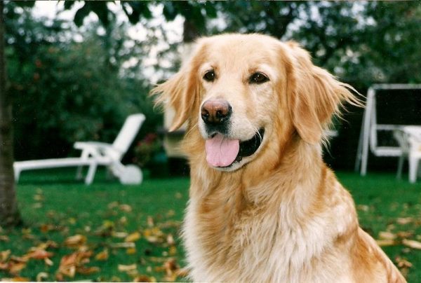 פאון הובווארט