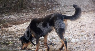 כלב ליד הנהר