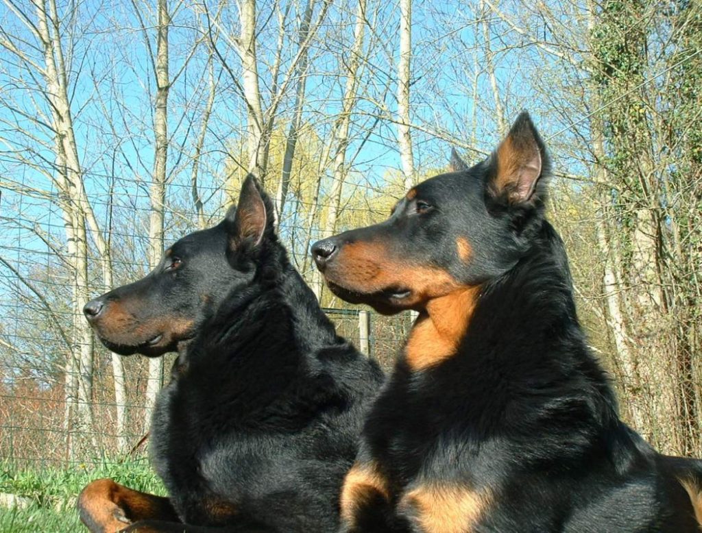 כלבי בוסרון שוכבים על רקע עצים