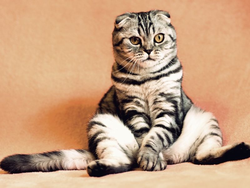 איך להעניש חתול בצורה נכונה - לאלף את הנבל הקטן והפרוותי שלך למשמעת