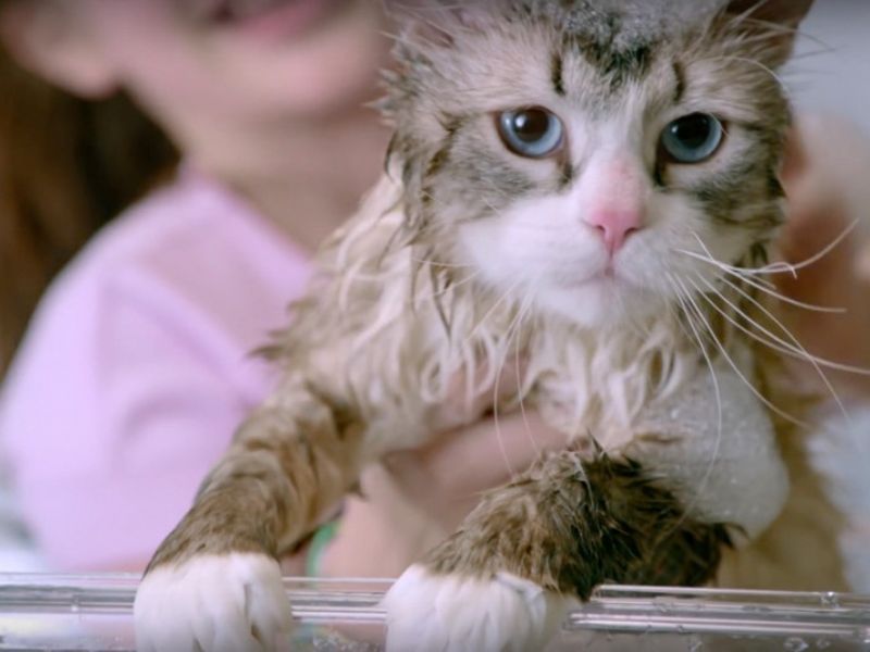 איך לרחוץ חתול כראוי - ארגון טיפולי מים לחיית המחמד שלכם