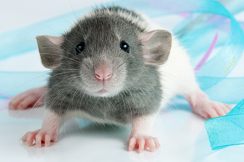 חולדה דקורטיבית: טיפול ותחזוקה בבית