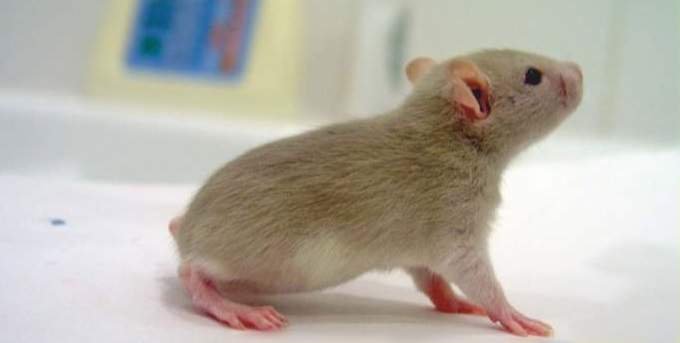 חולדה חסרת זנב