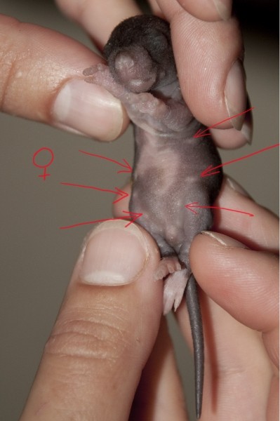 חולדה דקורטיבית לתינוק