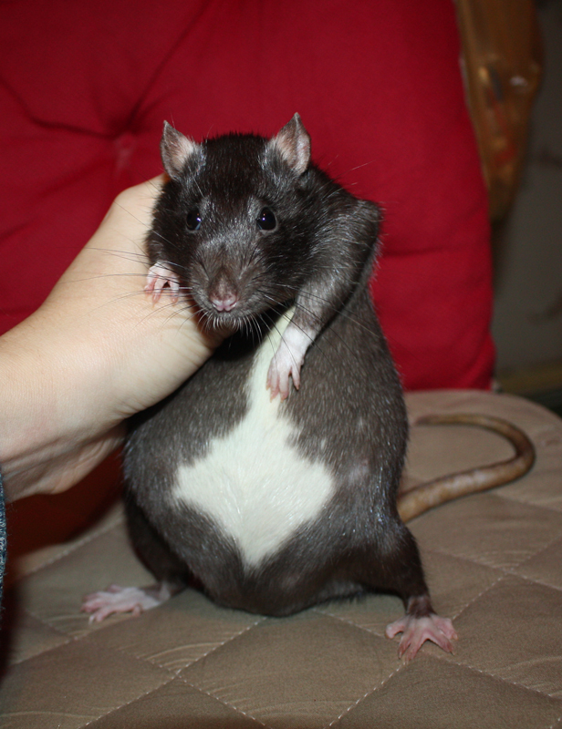 חולדה בהריון