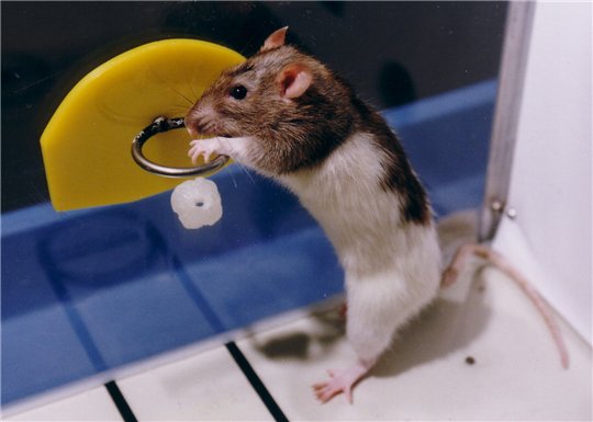 החולדה משחקת