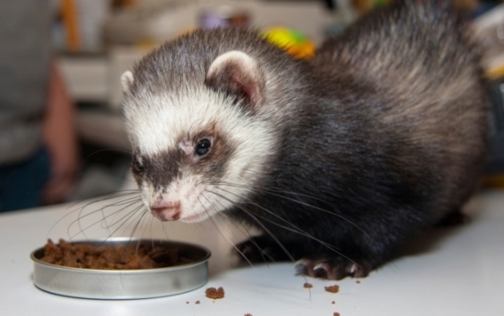 כמה זמן חמוסים חיים בבית?