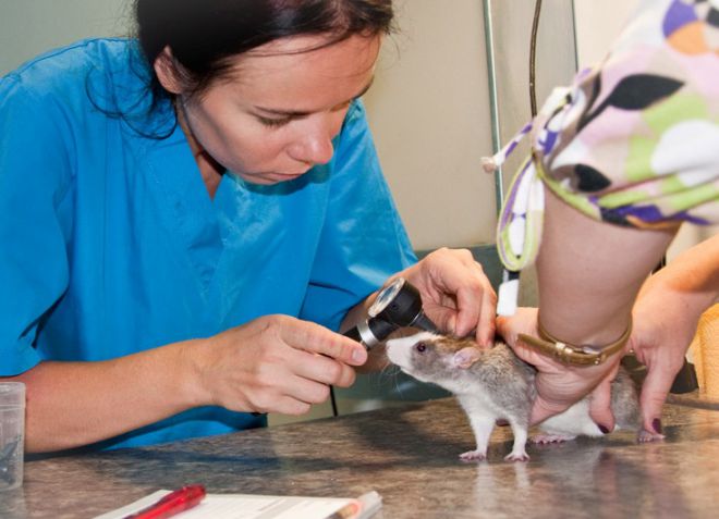 הווטרינר והחולדה