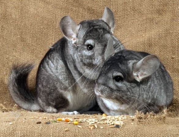 כמה זמן צ'ינצ'ילות חיות בבית?