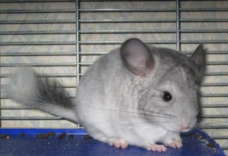 צ'ינצ'ילה קלה