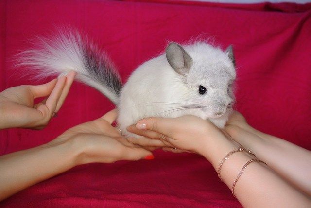 צ'ינצ'ילה קטיפה לבנה