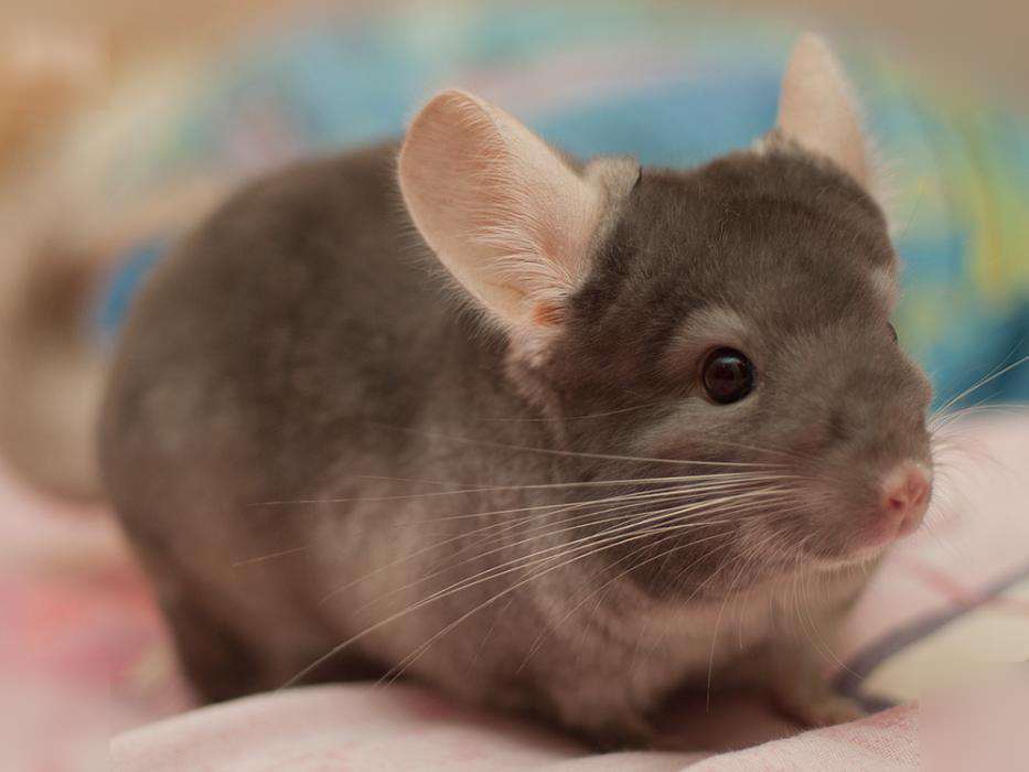 צ'ינצ'ילה קטיפה חומה