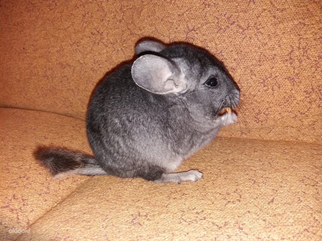 הטרו-בוניות