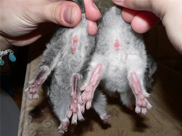 איברי המין של צ'ינצ'ילה