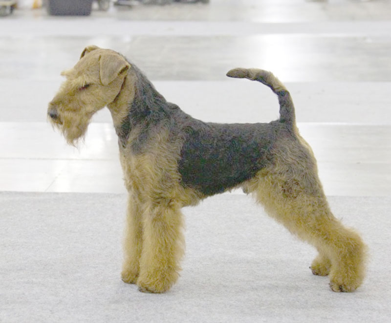 טרייר וולשי