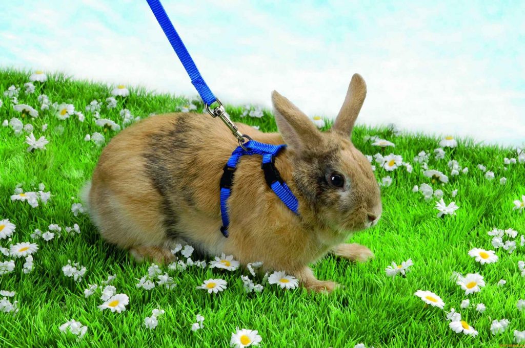 הליכה על רתמה