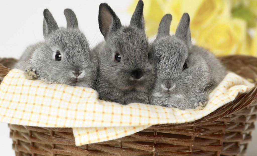 גידול ארנבות ננסיות