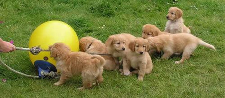 גורי הובווארט