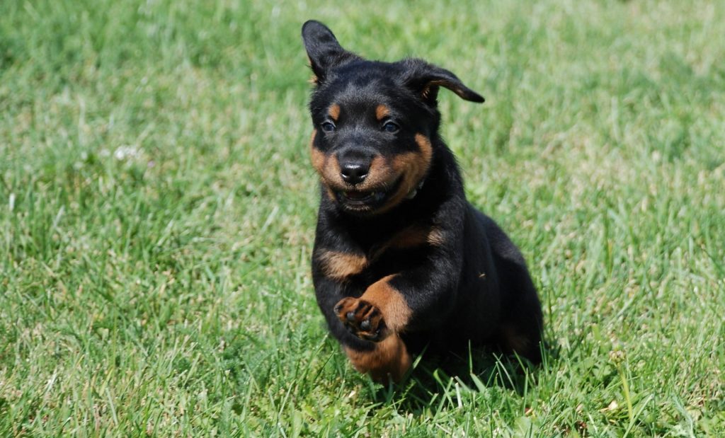 גור בוסרון רץ על הדשא
