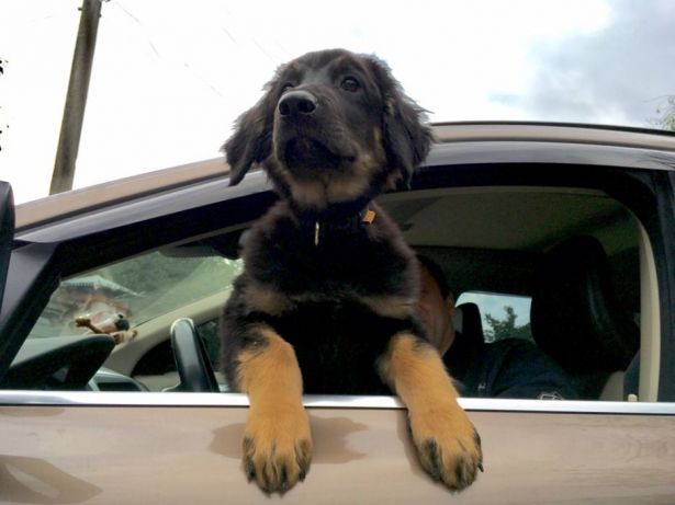 גור הובווארט במכונית