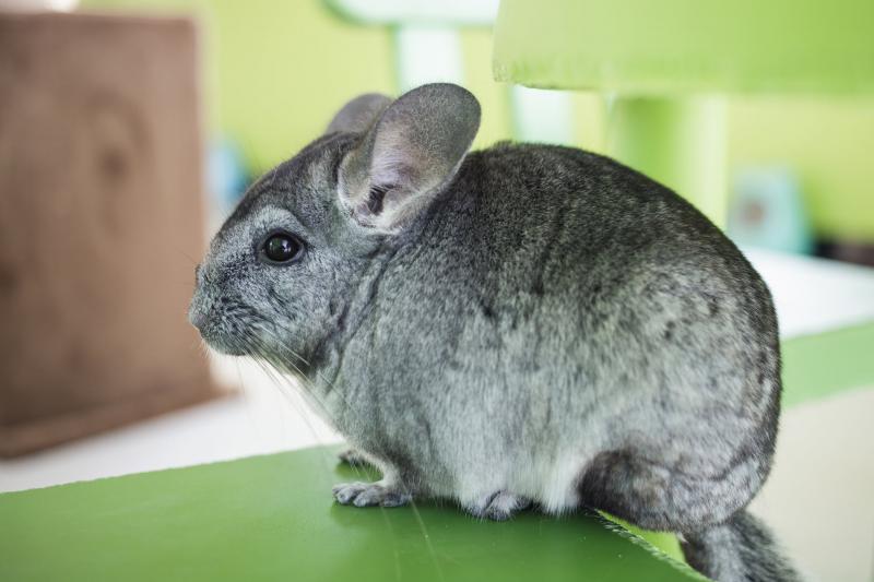 טיפול ותחזוקה של צ'ינצ'ילה בבית