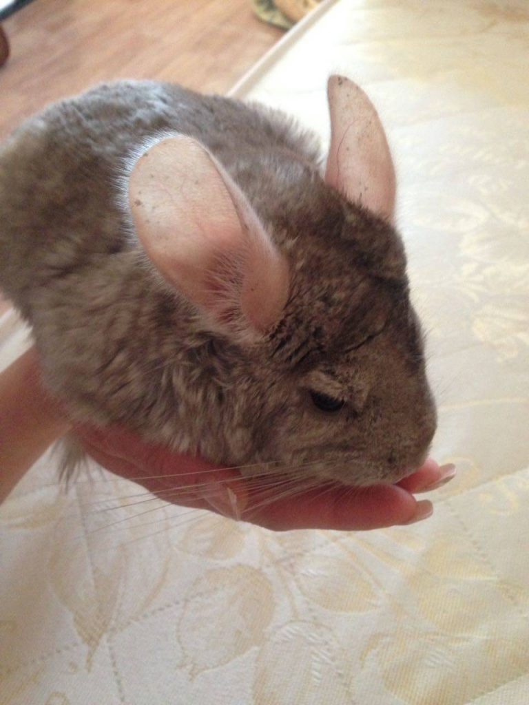 פסטל קטיפה צ'ינצ'ילה