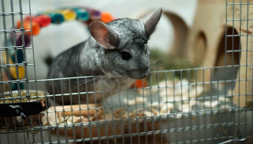 צ'ינצ'ילה בכלוב