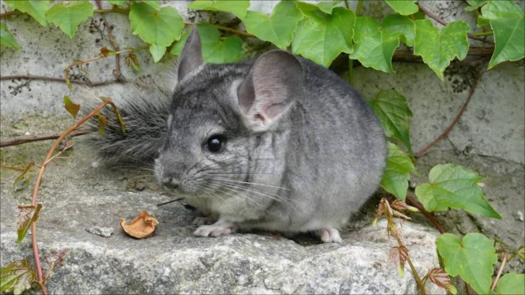 צ'ינצ'ילה בטבע