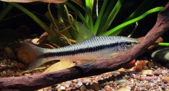 אוכל אצות סיאמי