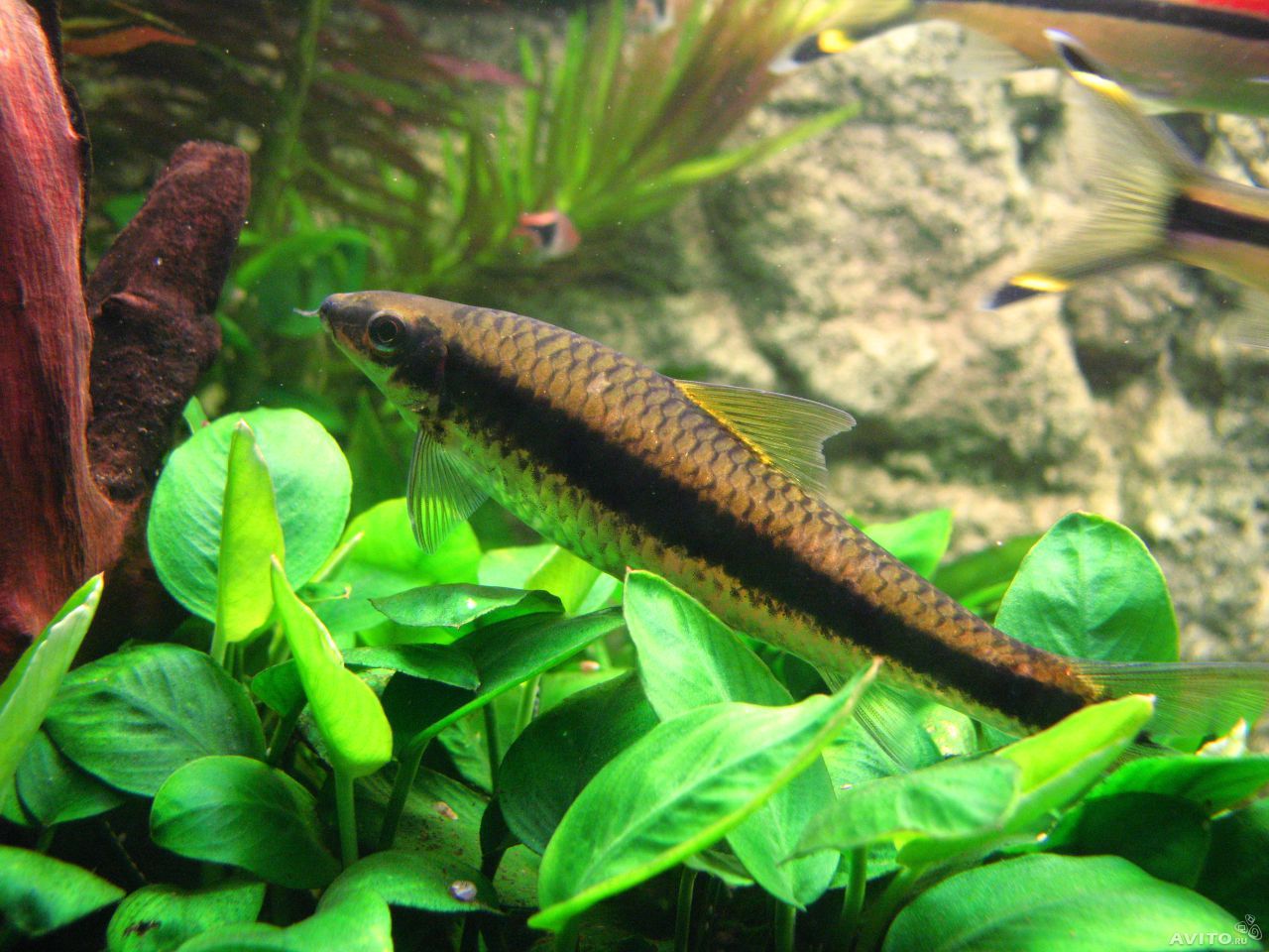 הכל על דגי האקווריום סיאמיים אוכלי אצות