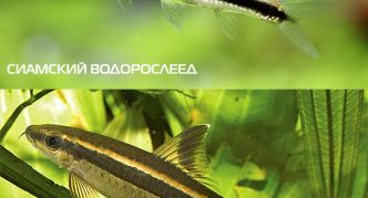 אוכל אצות סיאמי וגארה מפוספסת